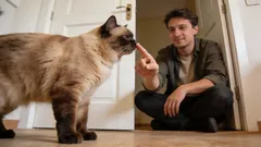 6 základných pravidiel mačacieho etiketu, ktoré by mal poznať každý majiteľ